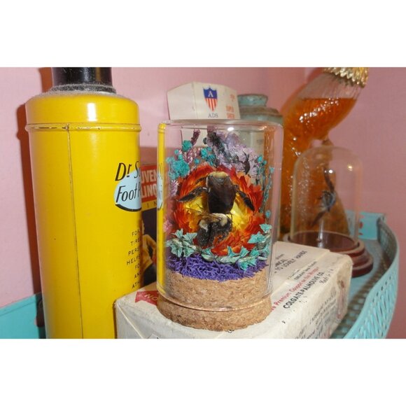 Carpenter Bee on Sunset Flower Oddity jar curiosity Dome insect taxidermy goth - Picture 11 of 16